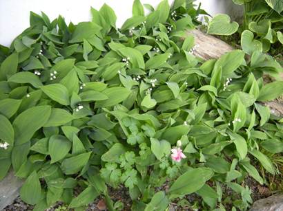 Description: C:\Users\Owner\Pictures\Flowers\2011\DSCN1417.JPG