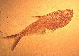 fish image